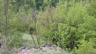 Буйна гора от храсти и дървета e заличила пълноводен язовир край Русе
