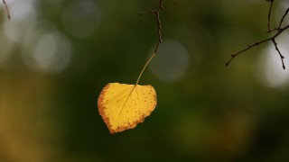 Chosen Article