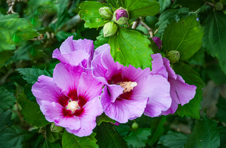 Ружата внася цвят в градината