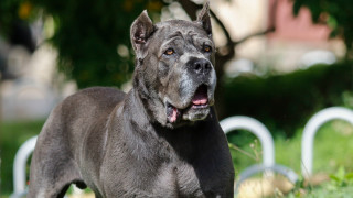 Отново нападение на куче от бойна порода над човек Около 20 30