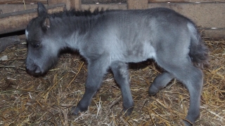 В зоопарка във Варна се роди пони
