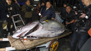 Рекордни 3 1 милиона долара бяха платени за огромна риба тон