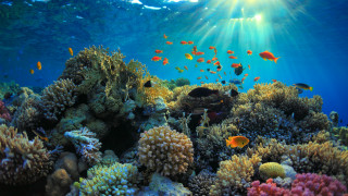Коралови рифове в Червено море застрашени от петролна сделка между Израел и ОАЕ