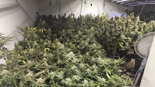 При съвместна акция на ГДНП и Осмо РУ СДВР бе разкрита