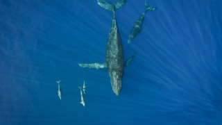 Ново международно изследване разкрива че делфините и китовете не просто