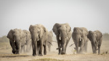 Специалният начин за комуникация между слоновете, които много наподобява този между хората