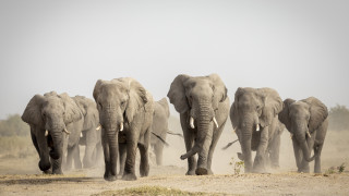 И слоновете си имат имена - специалният „език“, който животните ползват (и много наподобява човешкия)