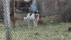 Куче нахапа жена и домашния й любимец в Казанлък