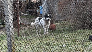 Куче нахапа жена и домашния й любимец в Казанлък