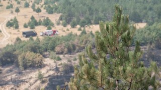 От незагасен фас лумнал пожарът над Кресна