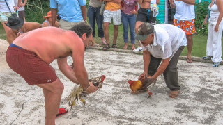 Испанската полиция съобщи че е арестувала 182 души за които