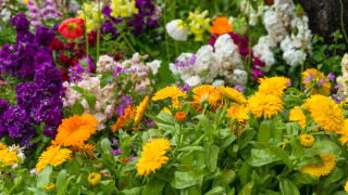 За разлика от многогодишните цветя едногодишните се развиват в рамките