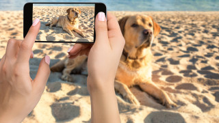 Как да разпознаваме породи кучета и котки със смартфона си