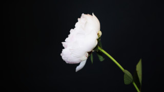 С бели рози пред парламента омбудсманът Мая Манолова почете 8