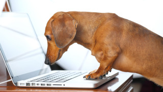 Социална мрежа за животни