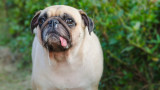 Кучетата, слюноотделянето и кога е симптом за здравословен проблем