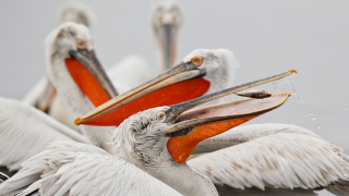 Хищник напада гнездата на пеликаните в "Сребърна"