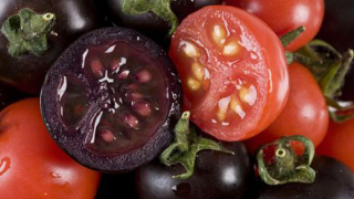 Лилави домати ще ни предпазват от рак