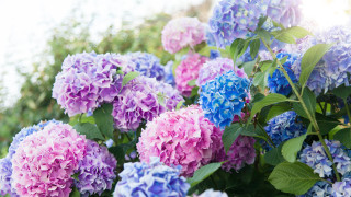 За последните няколко години градинарството се променя с неочаквани темпове