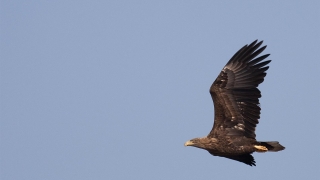 Намерено е ново гнездо на морски орел край Тунджа