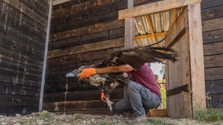 Черни лешояди пътуваха 3300 км от Испания за да подпомогнат