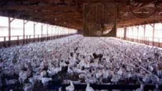 Първата изцяло компютъризирана птицеферма заработи у нас