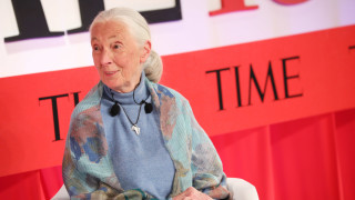 Джейн Гудол – жената, която революционизира науката и промени начина, по който учените изучават животните