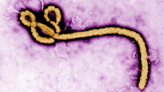Еболата прескочи и в Конго