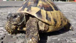 Повдигнаха обвинения на германец за отглеждане на костенурки от защитен вид