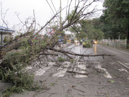 Паднало дърво рани три жени в Пазарджик 