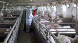  Отрицателни проби за чума по свинете от село Бозвелийско 