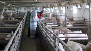 Пробите за африканска чума взети от свинете в провадийското село