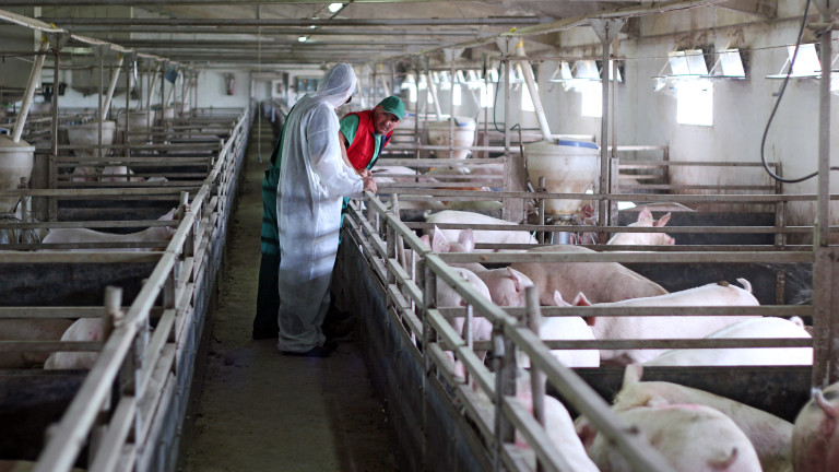 Евтаназират животните от заразената свинеферма край Видин