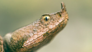 Със затоплянето на времето стават активни и змиите Тези създания