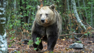 Паркът за мечки в Белица отново отваря врати за посетители - на 1 април