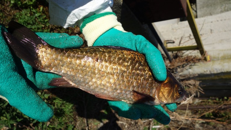 Конфискуваха 1,2 т риба с неустановен произход в Бургас