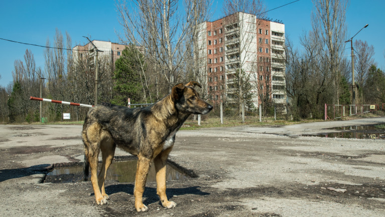 Сините кучета на Чернобил: мистерия, химия или нова глава в еволюцията