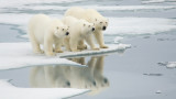 Полярните мечки, климатичните промени и топенето на „последната ледена област“