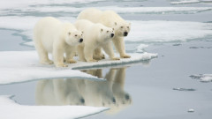 Ще изчезнат ли полярните мечки