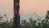 Двама дървосекачи подпалиха дъбова гора край Берковица