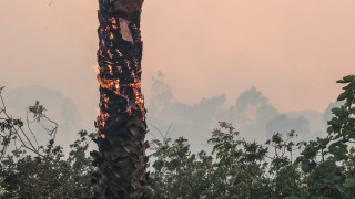 Двама дървосекачи са предизвикали горски пожар край берковското село Бокиловци в