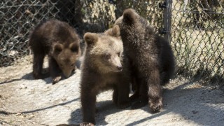 Хуба Вихър и Горан трите малки мечета намерени в