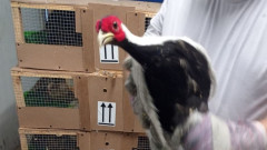 Спряха износ на 6 фазана от 3 защитени вида