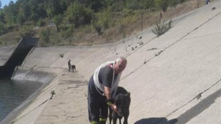 Пожарникари спасиха стадо животни от водоем край Момина Клисура
