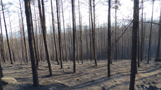 Започна разчистването на овъглената гора над Кресненското дефиле Предполага се