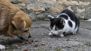 Прокуратурата се самосезира след разпространени в социалните мрежи публикации съдържащи