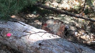 Отсякоха незаконно 134 дървета в Пловдивско
