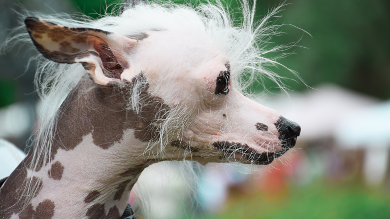 5 от най-грозните породи кучета в света