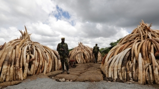 Кения изгори рекордните 105 тона слонова кост 