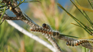 През последните няколко дни в редица медии усилено се говори